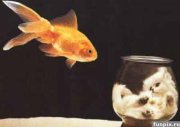 fun_fishcataqua.jpg