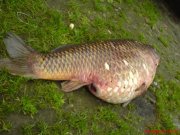 DSC00223.JPG