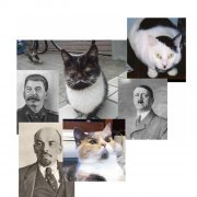 Котики.JPG