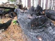 IMG_0015.JPG