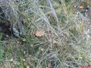 DSC00160.JPG