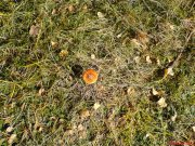DSC00462.JPG