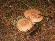 IMG_0033.JPG