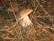IMG_0035.JPG