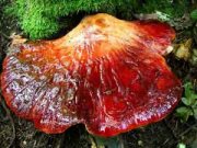 fistulina-hepatica.jpg