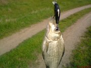 DSC00107карась.JPG