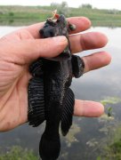 IMG_0938.jpg