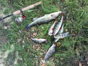 DSC00895.JPG