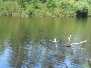 SDC12571.JPG
