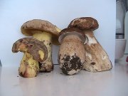 IMG_2067.JPG