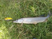 16062010075н.JPG
