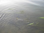 Изменение размера IMG_0774.jpg