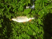 DSC00715.jpg