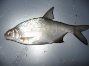 IMG_9199.jpg