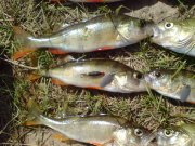 DSC01960.jpg