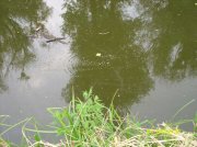 SS853345-1.jpg