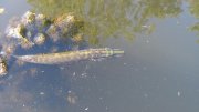 IMG_0478.jpg