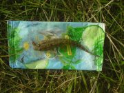 DSC00777.JPG