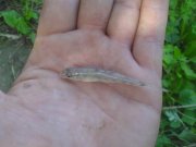 DSC00778.JPG