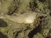 DSC00781.JPG