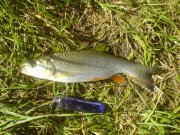 DSC00784.JPG