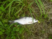DSC00786.JPG