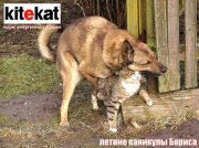 kiticat.jpg