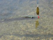 IMG_1590.jpg