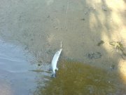 DSC03160.JPG