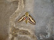 DSC04595.jpg