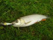 DSC00819.jpg