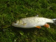 DSC00825.jpg