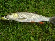DSC00827.jpg