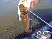 DSC00347.jpg
