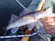 DSC00330.jpg