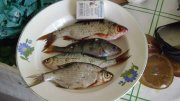 DSC01137.jpg