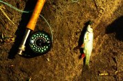 fish01.jpg