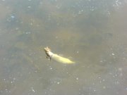 DSC03177.jpg