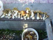 DSC03054.jpg