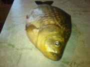 DSC00016.jpg
