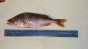 DSC01145.jpg