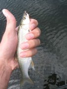 IMG_1737.jpg