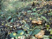 P1010001.jpg