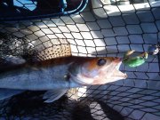 DSC00377.jpg