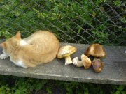 DSC03060.jpg