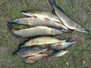 27092010131н.JPG