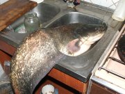 DSCF5038.JPG