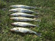 DSC00340.jpg