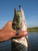 IMG_1612.jpg