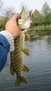 IMG_0827.jpg
